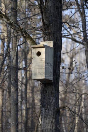 Homemade Pileated Woodpecker (Dryocopus pileatus) nesting box mounted on a dead tree during spring.