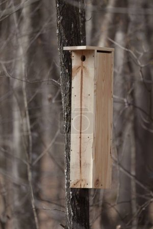 Caja de anidación casera de ardilla voladora del sur (Glaucomys volans) montada en un árbol muerto durante la primavera.