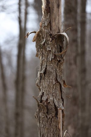 Close up of a dead elm tree caused by Dutch Elm Disease (DED) (Ophiostoma ulmi) during early spring. Selective focus, background blur and foreground blur