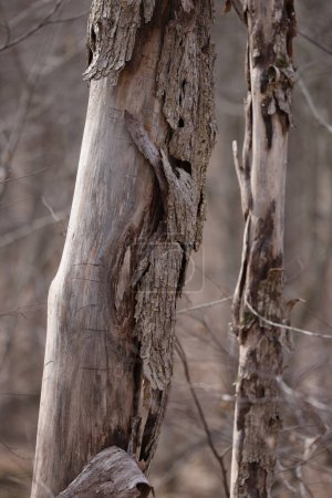 Nahaufnahme einer abgestorbenen Ulme, verursacht durch die Holländische Ulmenkrankheit (Ophiostoma ulmi) im zeitigen Frühjahr. Selektiver Fokus, Hintergrund- und Vordergrundunschärfe