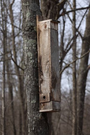 Caja de anidación casera de ardilla voladora del sur (Glaucomys volans) montada en un árbol muerto durante la primavera.