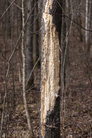 Dommages causés à l'arbre par un pic pilé (Dryocopus pileatus) au printemps