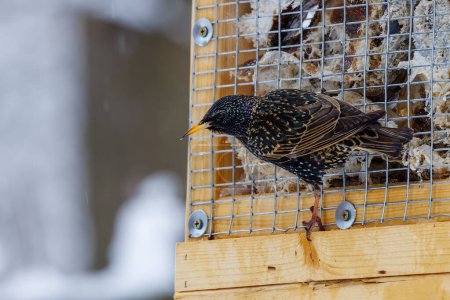 Photo for Common starling (Sturnus vulgaris), also known as the European starling, on a homemade suet feeder during winter in Wisconsin - Royalty Free Image