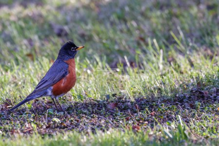 American robin (Turdus migratorius) on the ground during early spring in Wisconsin. Selective focus, background blur and foreground blur.