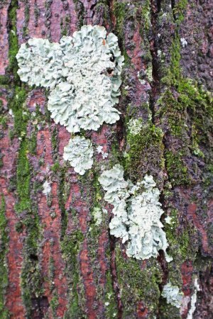 Photo for Fungus on the tree trunk winter time - Royalty Free Image