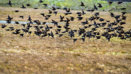 Téléchargez les photos : Les oiseaux Skylark volent l'hiver - en image libre de droit