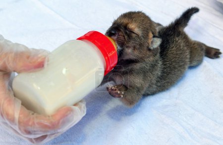 Téléchargez les photos : Le vétérinaire nourrit un chiot chacal doré - en image libre de droit