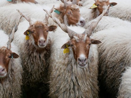 Schafe bei Hortobagy in Ungarn