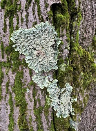 Photo for Fungus and moss on a tree trunk in winter time - Royalty Free Image