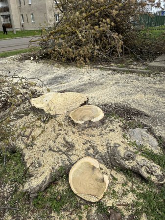 Umgestürzter Baum in der Stadtstraße