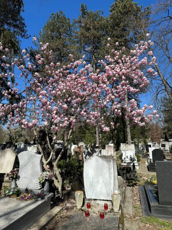 Árbol lirio en el cementerio público