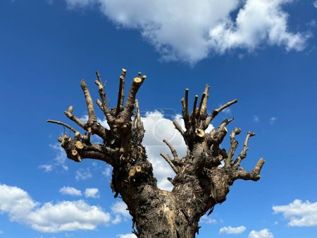 Trunkated tree against blue sky and clouds