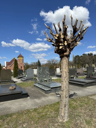 Árbol truncado en el cementerio público
