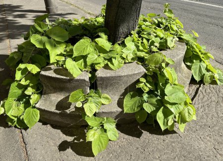 Large leaves of a plant next to a tree on the street