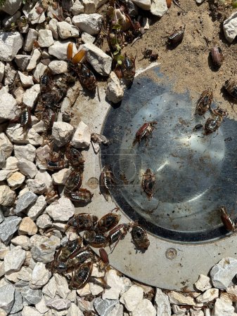 Téléchargez les photos : Mort peut insectes au piège - en image libre de droit