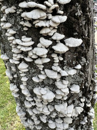 Weißer Pilz am Baumstamm