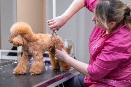 Professional pet stylist tending to a dogs grooming needs in a specialized salon with the help of scissors and other grooming tools.