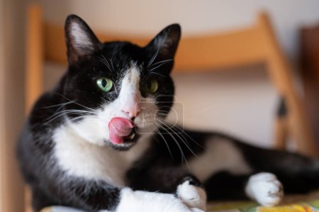 Foto de Lindo negro y blanco gato mostrando un lengua - Imagen libre de derechos