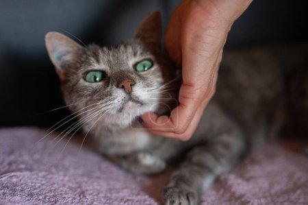 Foto de Mujer mano sosteniendo barbilla de gris gato doméstico con ojos verdes - Imagen libre de derechos