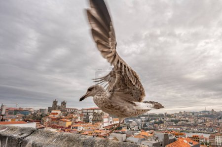 Photo for Seagull sitting on concrete wall, Porto cityscape background, daytime view - Royalty Free Image