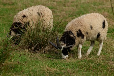 Photo for European farm raising sheep, a sheep close-up shot on the farm. - Royalty Free Image