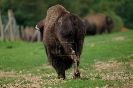 Photo for Endangered bison population in Europe, filmed in a nature reserve in Germany - Royalty Free Image