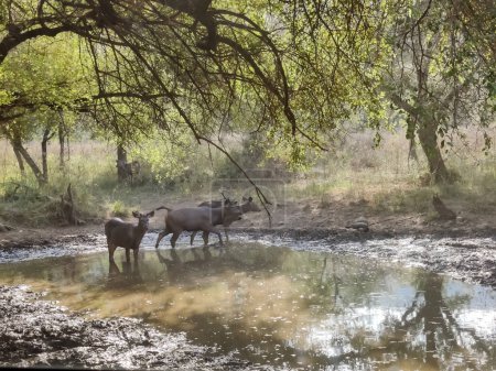 Foto de Fotografía de la vida salvaje de un ciervo con pelaje marrón en un bosque fotografiado durante el día - Imagen libre de derechos