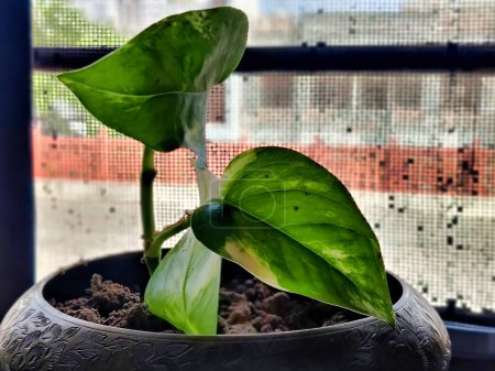 Picture of a green plant in a pot shot against blur background in daylight