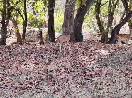 Picture of a deer in forest eating grass shot at Ranthambore National Park during daylight