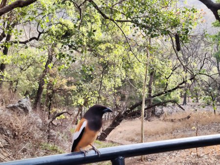 Picture of a bird sitting on a canter safari vehicle shot at Ranthambore National Park during daylight in summers