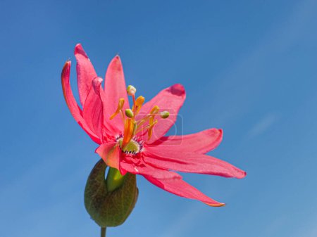 Foto de Passiflora mixta, flor grande de color rosa brillante contra el cielo azul, de cerca. Curuba o Tacsonia es una planta perenne de vid, plátano y maracuyá de la familia Passifloraceae.. - Imagen libre de derechos