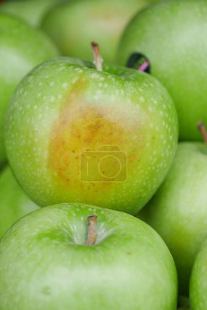 Téléchargez les photos : Pile de pommes pourries dans un bol . - en image libre de droit