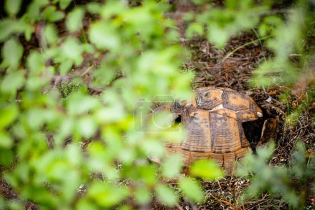 Foto de Turtle shell remains with holes under tree in VAshlovani national park in Georgia - Imagen libre de derechos