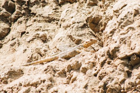 Foto de Common lizard hide blends camouflage on rocks in pantishara gorge. VAshlovani national park in Georgia - Imagen libre de derechos