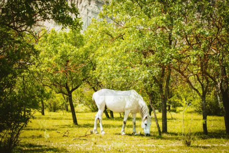 Foto de Beautiful white majestic white horse eat grass in springtime. VAshlovani national park in Georgia - Imagen libre de derechos