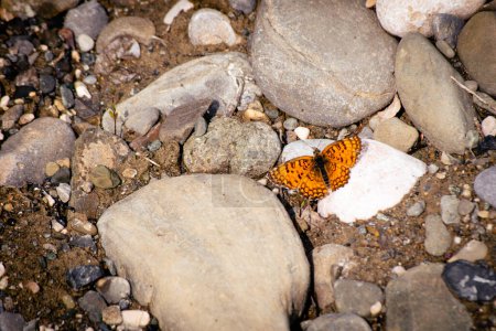 Foto de Beautiful butterfly lay on rocks in pantishara area in Vashlovani protected area - Imagen libre de derechos