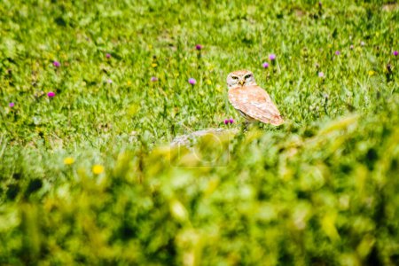 Foto de Female owl sit on rock isolated in green spring nature.Caucasus flora and fauna. Kakheti. VAshlovani national park - Imagen libre de derechos