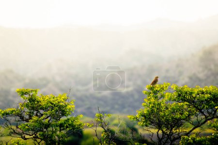 Foto de Close up bird on tree branch in spring time. VAshlovani national park flora and fauna in Georgia.Kakheti. Caucasus mountains - Imagen libre de derechos