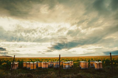 Many yellow beehives surrounded by sunflower field outdoors on sunset with dramatic skies background
