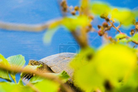 Photo for Turtle in Kolkheti national park. Famous sightseeing destination in Georgia - Royalty Free Image