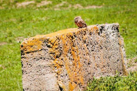 Foto de Male owl sit on cement block isolated in green spring nature.Caucasus flora and fauna. Kakheti. VAshlovani national park - Imagen libre de derechos