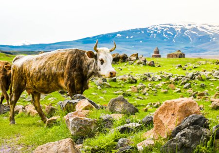 Cows in Ani site of historical cities (Ani Harabeleri). Important trade route Silk Road in Middle Age sand. Historical Church and temple in Ani, Kars, Turkey.
