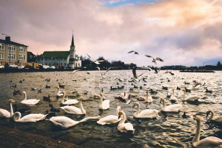 die freikirche reykjavik ist eine kirche in der freien lutherischen gemeinde islands. im Hintergrund Enten und Gänse in der Innenstadt.
