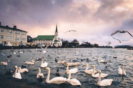 die freikirche reykjavik ist eine kirche in der freien lutherischen gemeinde islands. im Hintergrund Enten und Gänse in der Innenstadt.