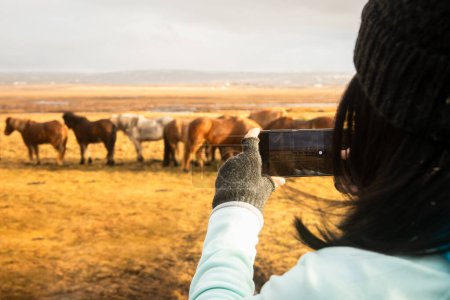 Turista femenina usando el teléfono móvil de bodega tomar una foto con la cámara del teléfono inteligente captura beautiufl manada de caballos islandeses en los campos llanos de Islandia