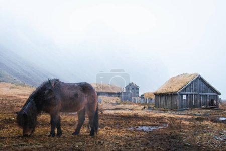 Fermer beau stand de cheval glacelandique brun et se nourrir dans des conditions enneigées. Vestrahorn et Stoksness en Islande