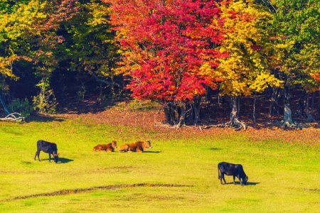 Photo for Herd of cows grazing at the edge of autumn forest - Royalty Free Image
