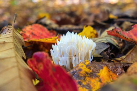 Foto de White Coral Fungus Ramariopsis kunzei in the autumn forest - Imagen libre de derechos