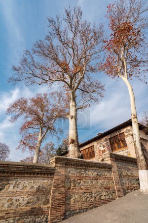 Téléchargez les photos : Des platanes antiques près du palais des Sheki Khans - en image libre de droit