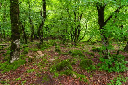 Moosbewachsene Felsbrocken in einem grünen, feuchten Wald